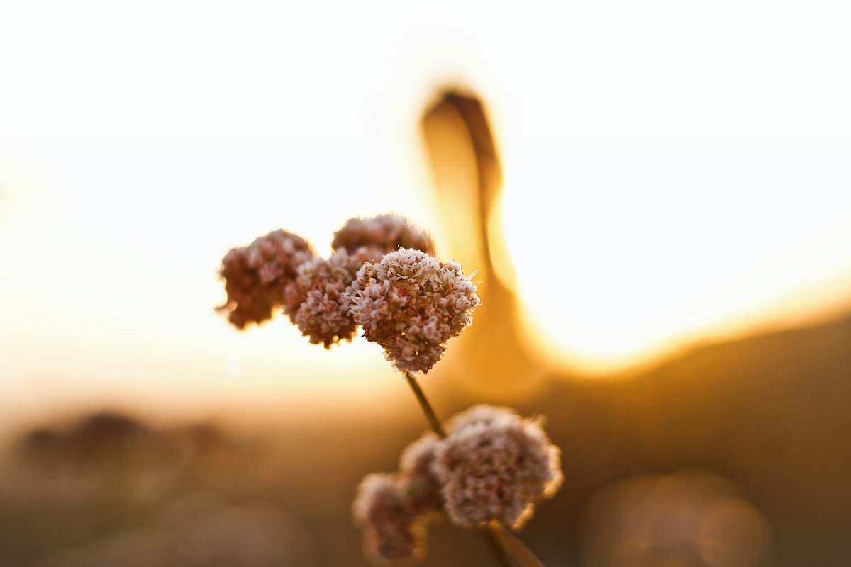 palmdale shallow focus photo of dandelions flower